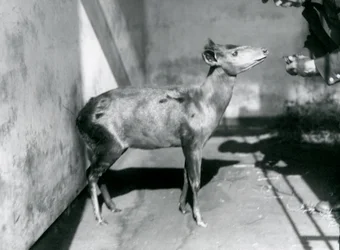 Un Duiker de Abbott en el Zoológico de Londres, abril de 1922